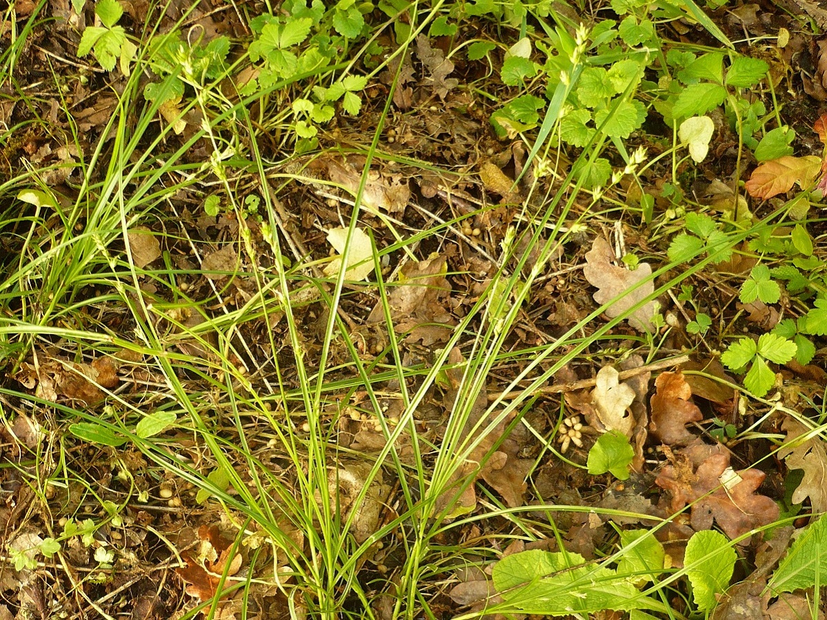 Carex divulsa (Cyperaceae)